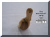 Handcrafted pelican, variety of timbers